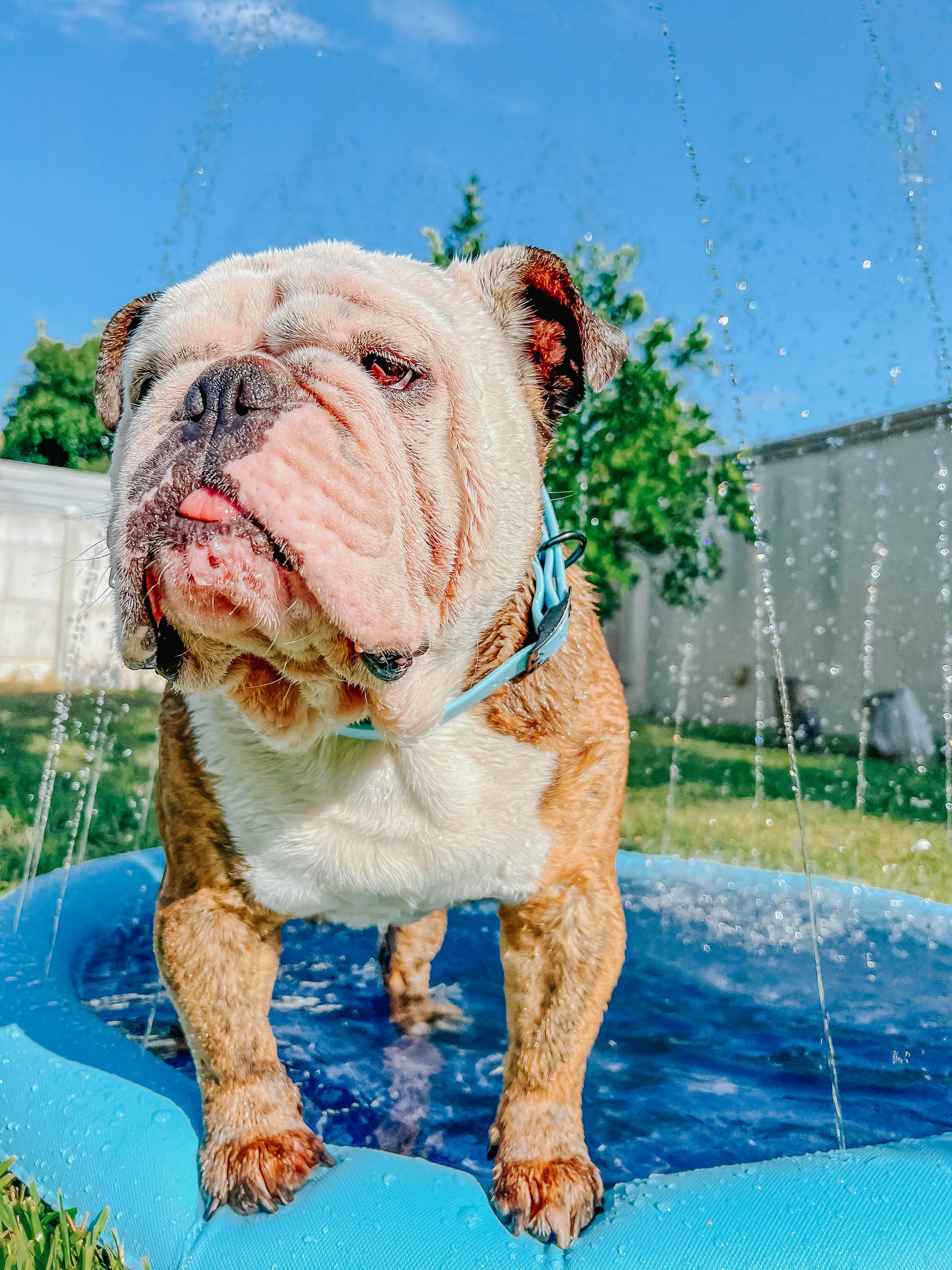 Dog Waterproof Collar - Blue