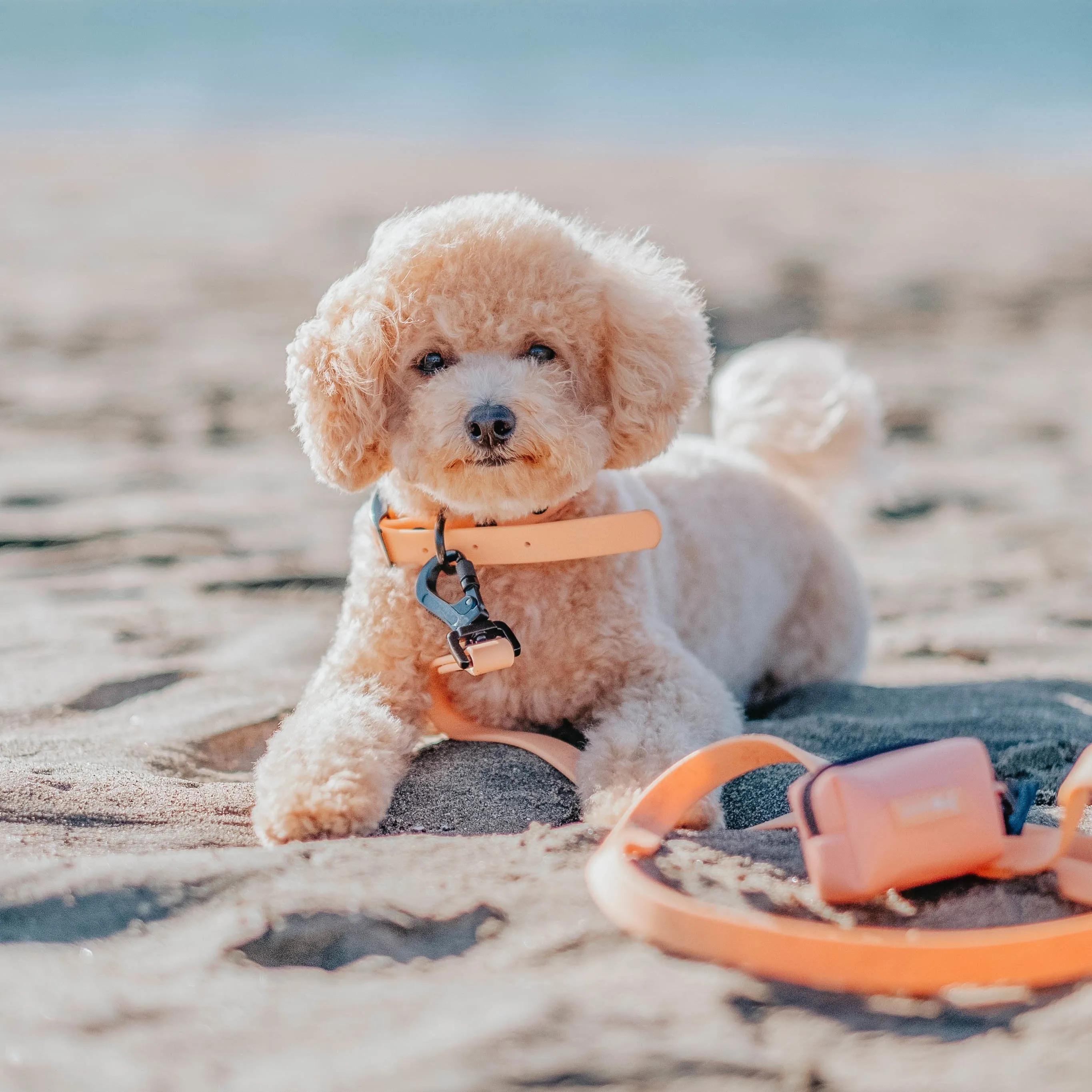 Dog Waterproof Collar - Orange