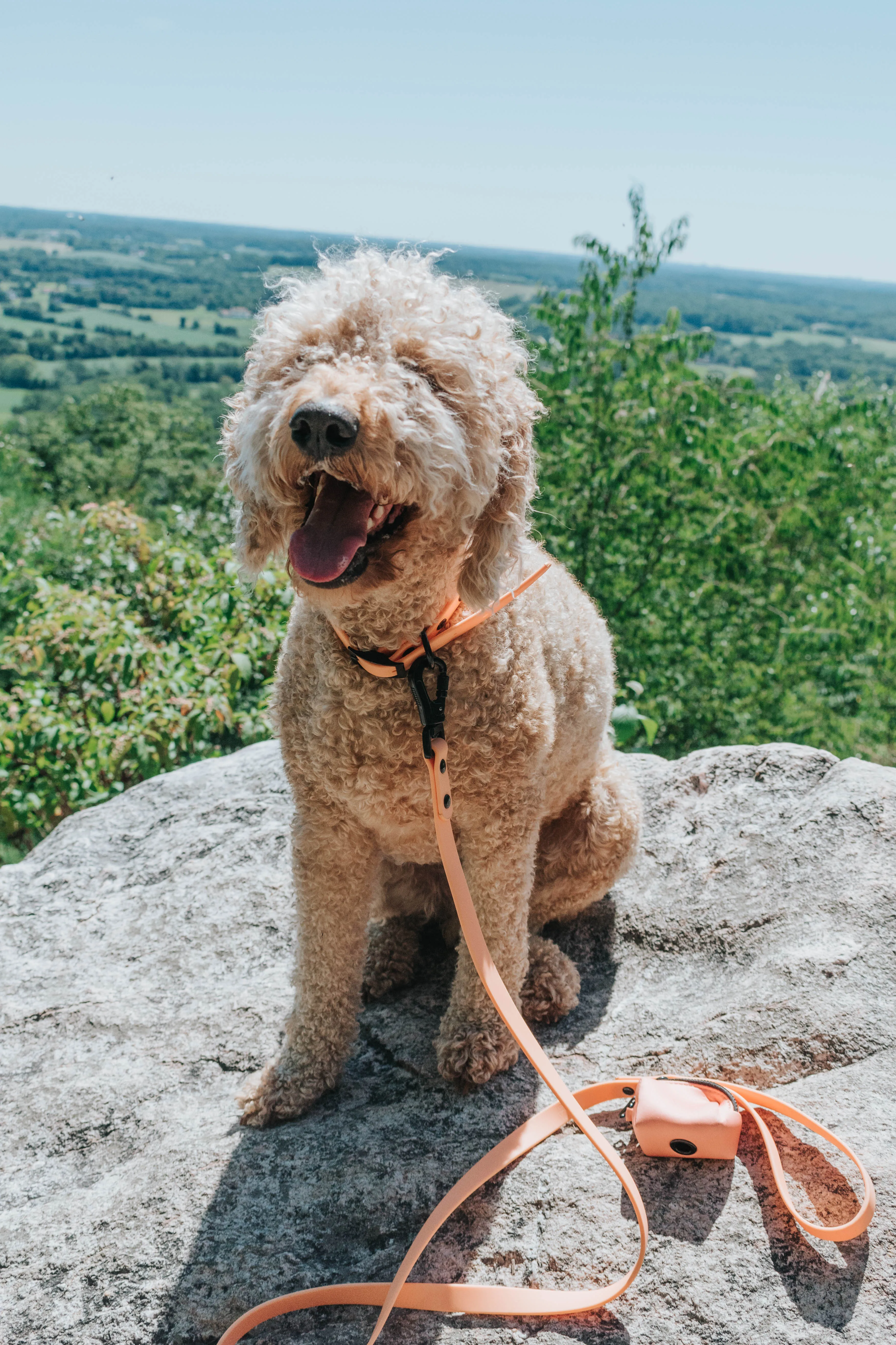 Dog Waterproof Collar - Orange