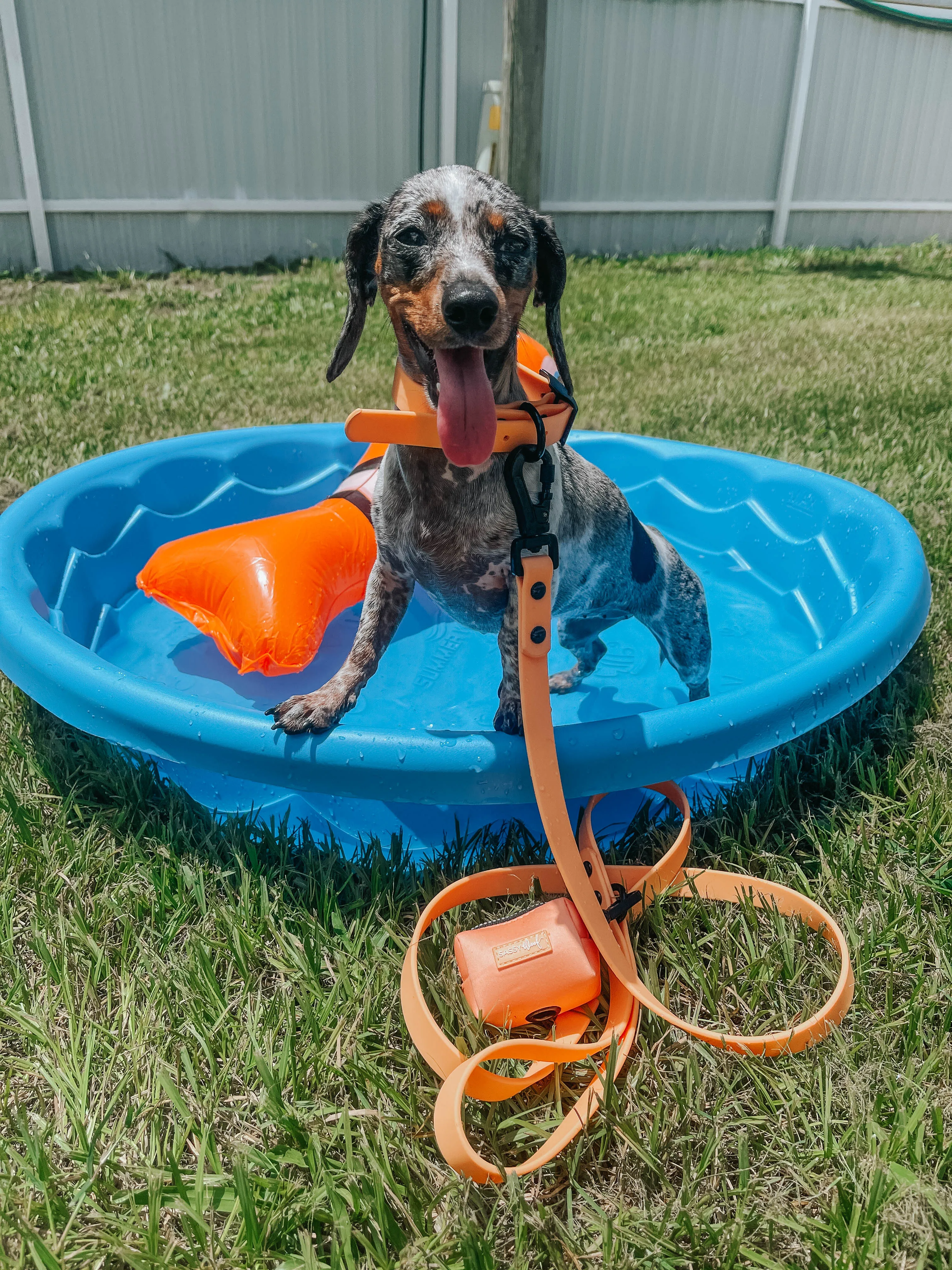 Dog Waterproof Collar - Orange