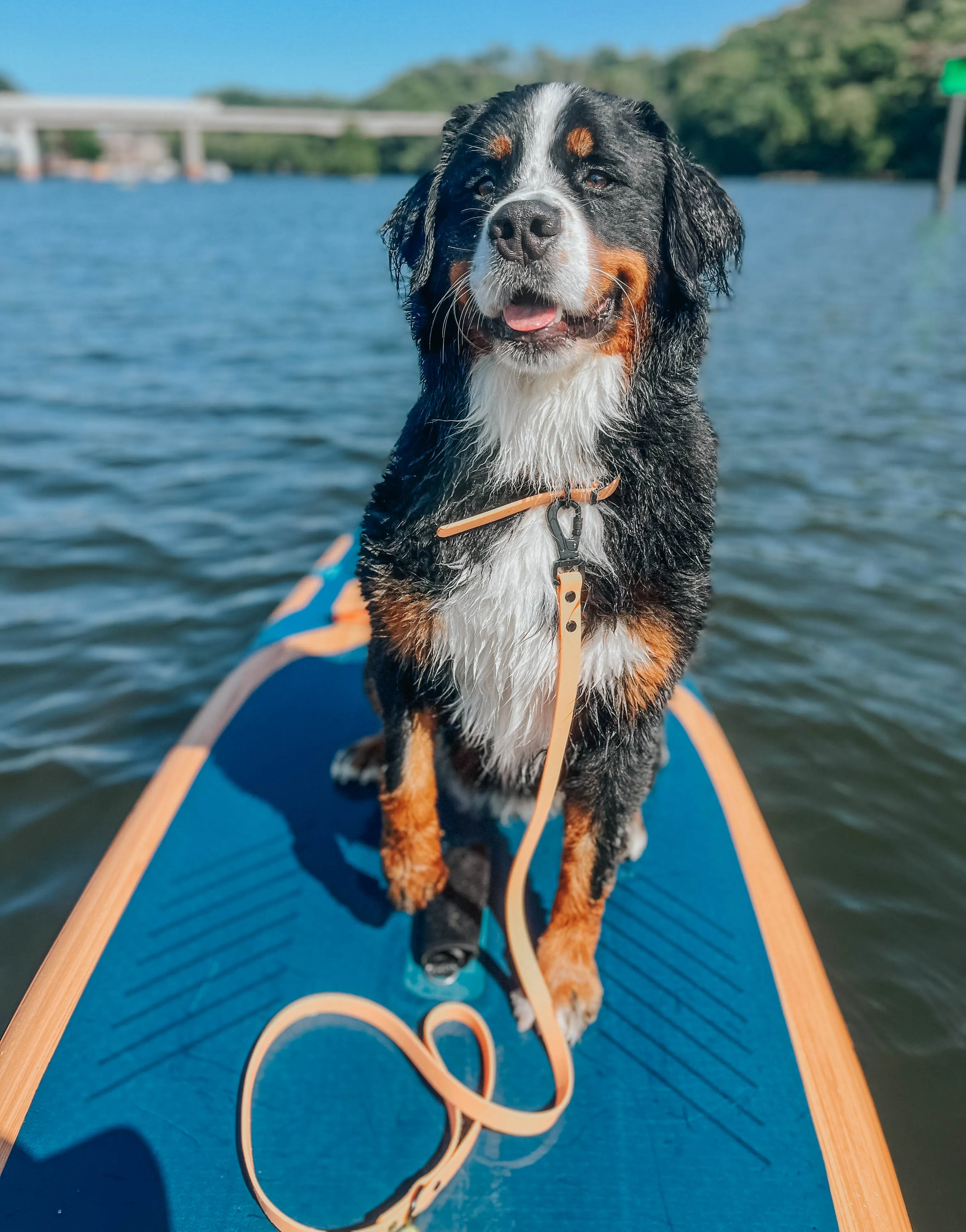 Dog Waterproof Collar - Orange