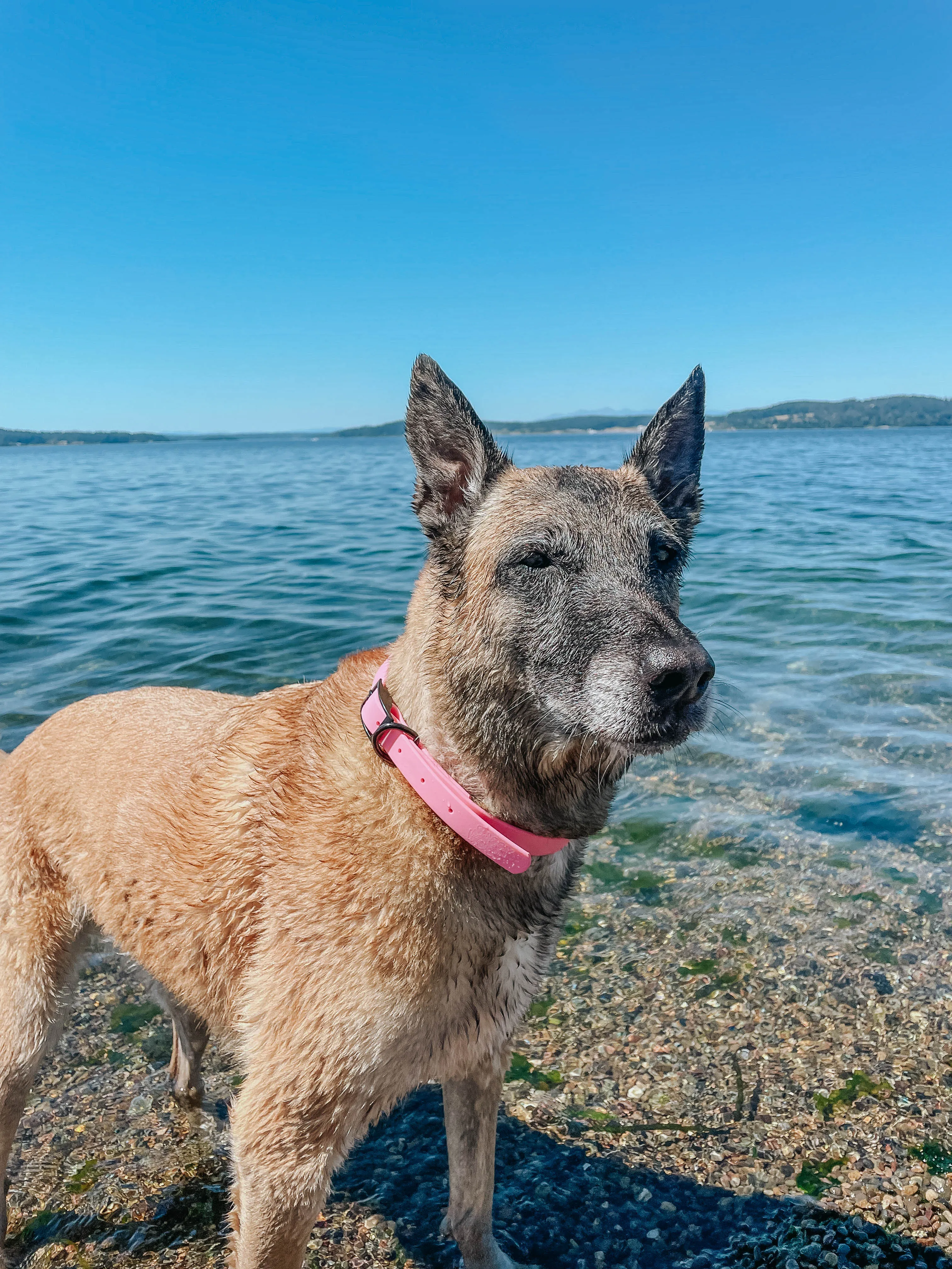 Dog Waterproof Collar - Pink