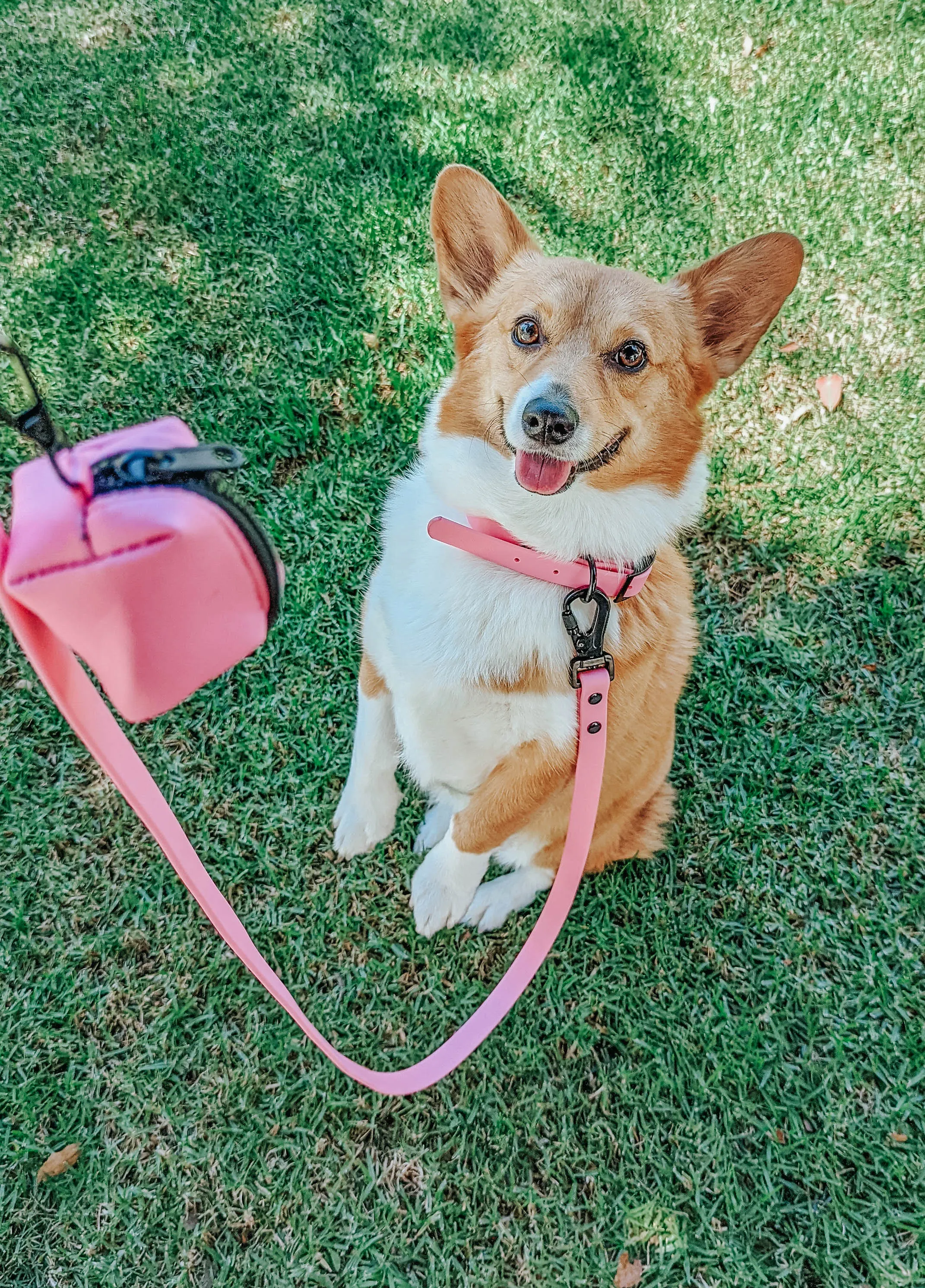 Dog Waterproof Collar - Pink