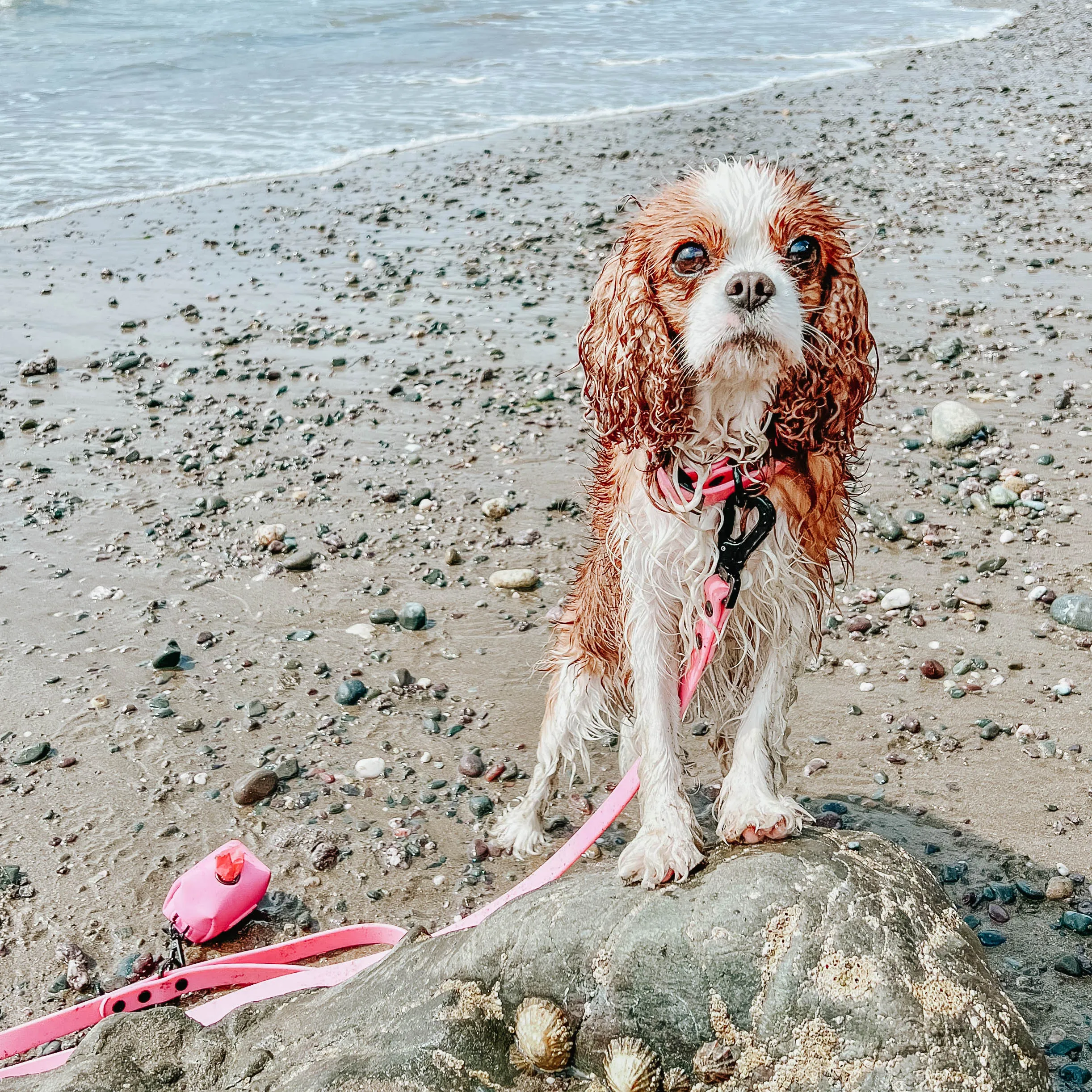 Dog Waterproof Collar - Pink