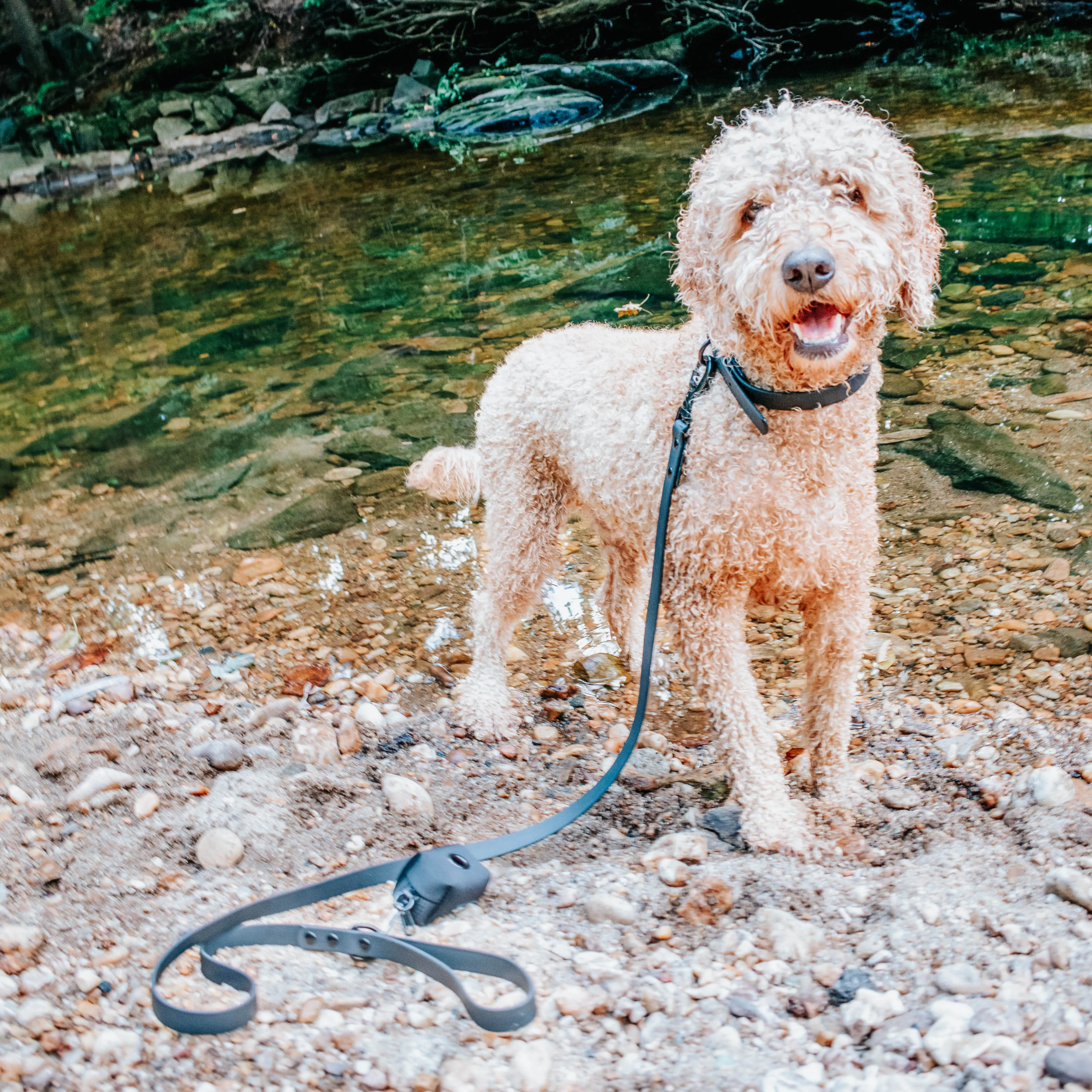 Dog Waterproof Leash - Black