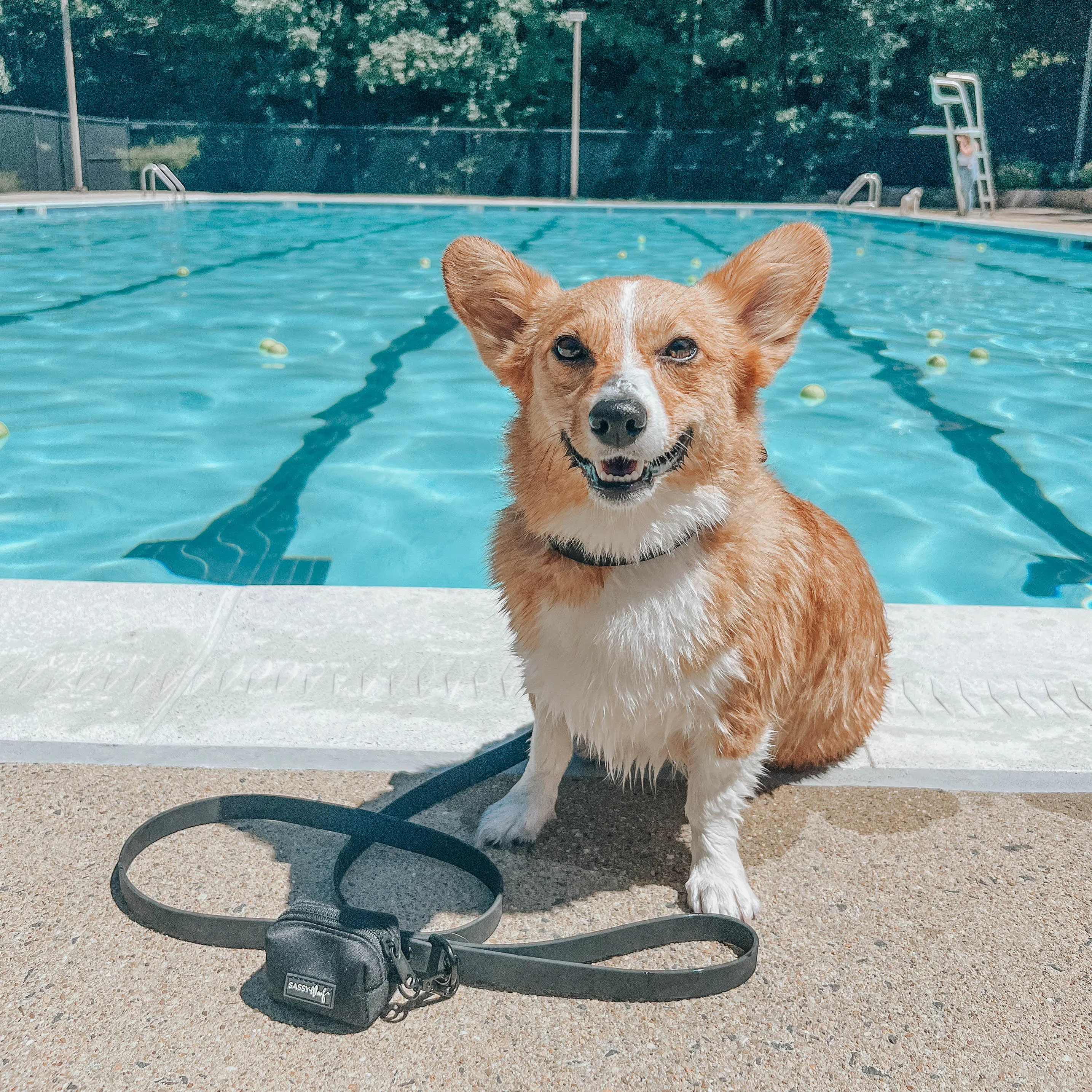 Dog Waterproof Leash - Black