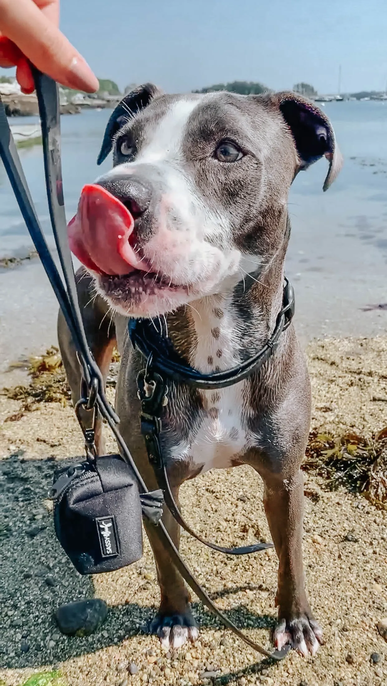Dog Waterproof Leash - Black