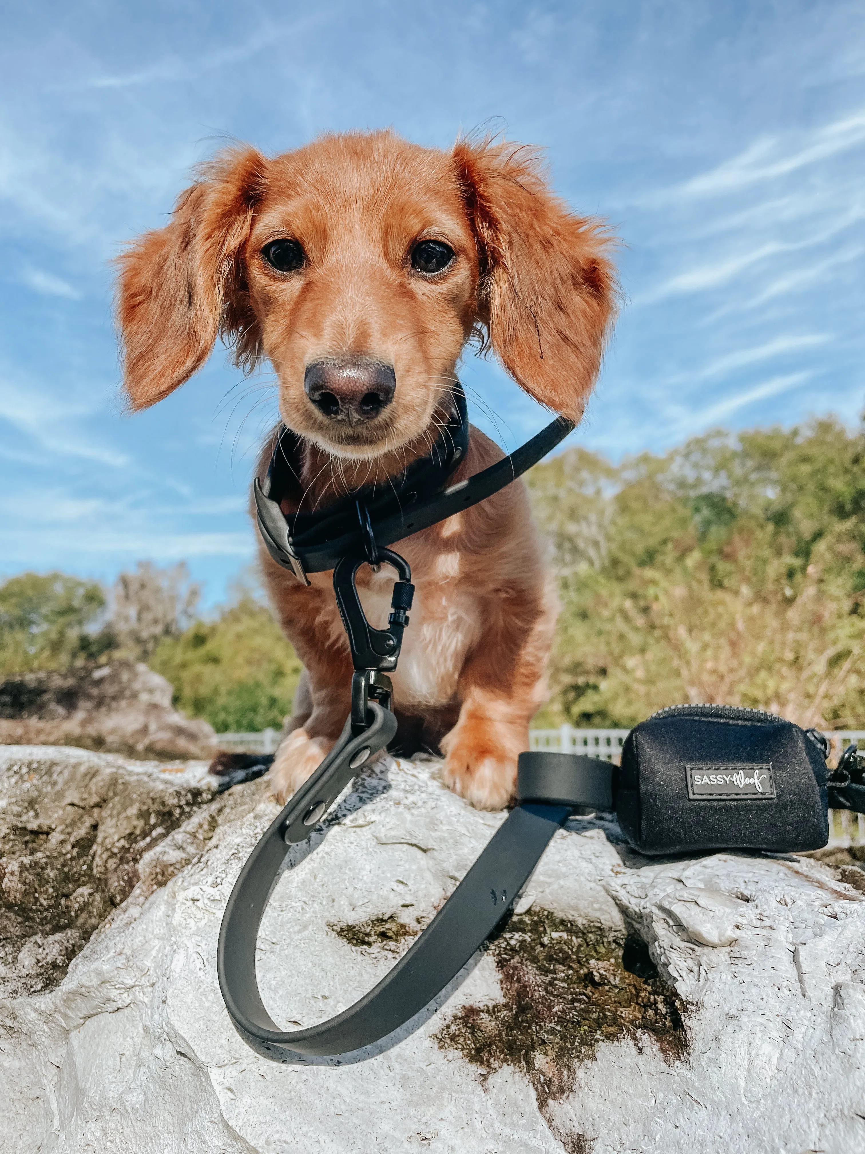 Dog Waterproof Leash - Black