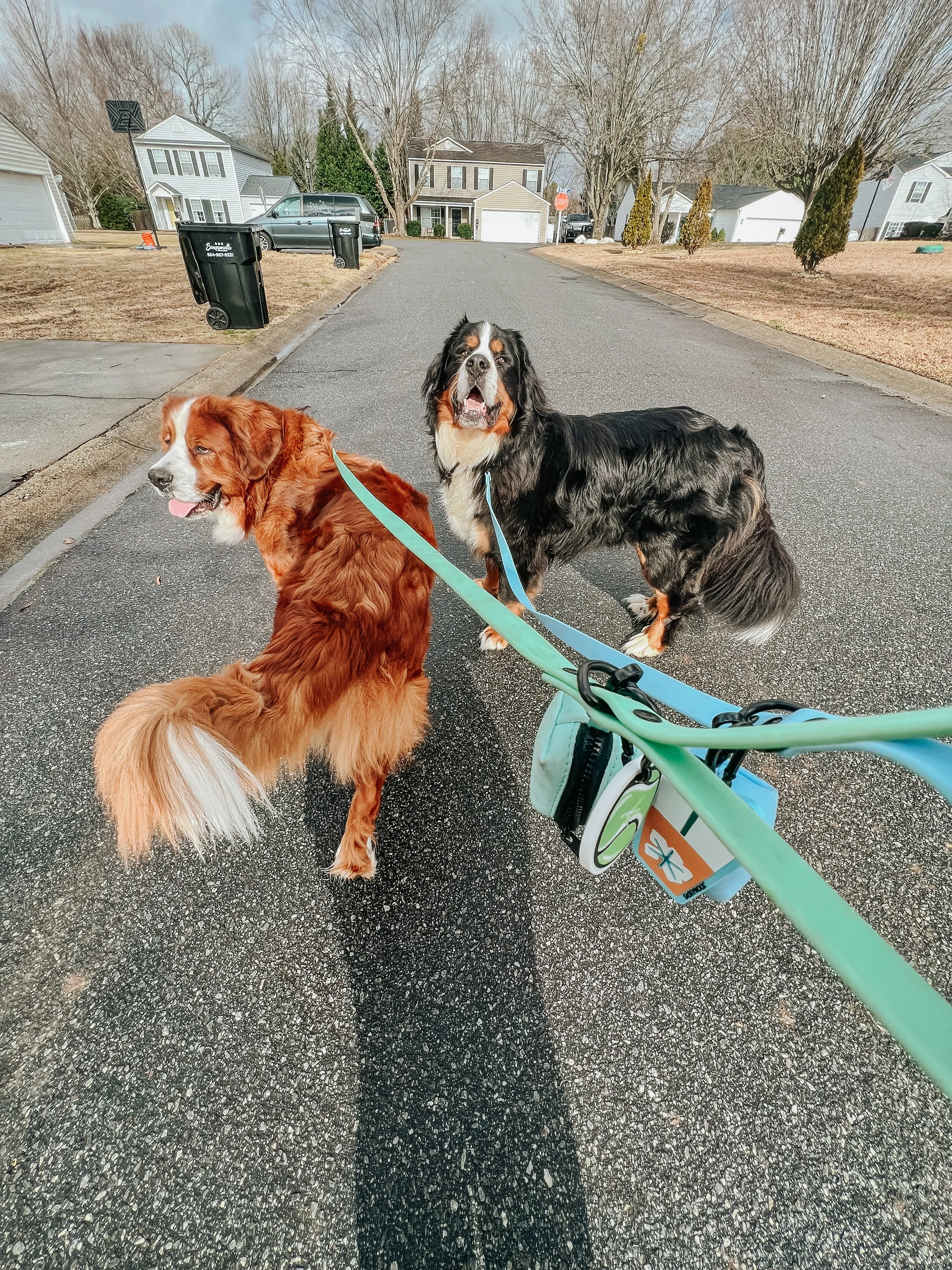 Dog Waterproof Leash - Green