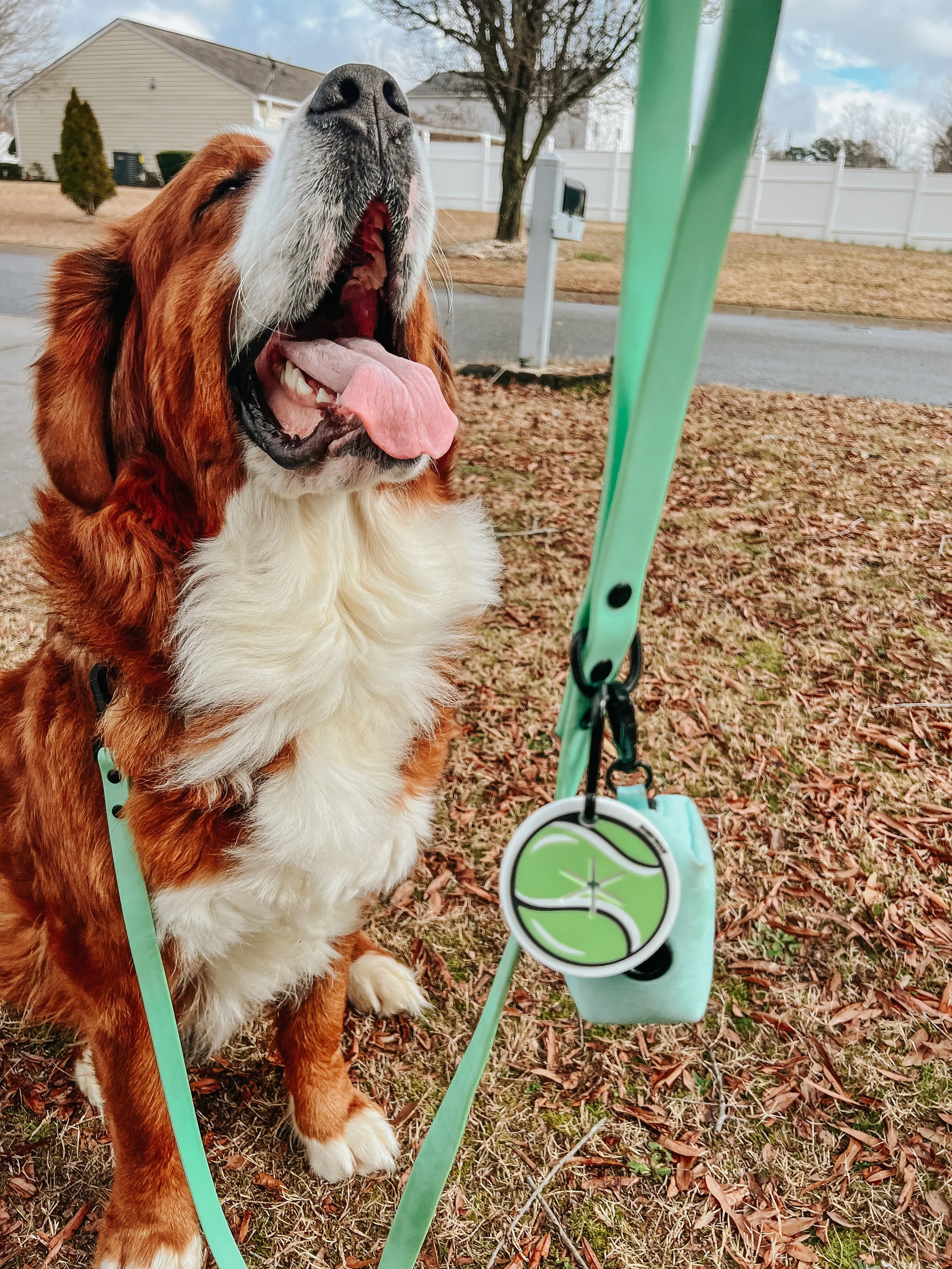 Dog Waterproof Leash - Green
